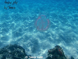 pretty and pink jelly tranquil and drifting. Off of Boynt... by Teena Cole 